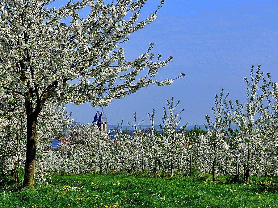 Kirschblüte in der Wetterau/Hessen.