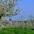 Kirschblüte in der Wetterau/Hessen.