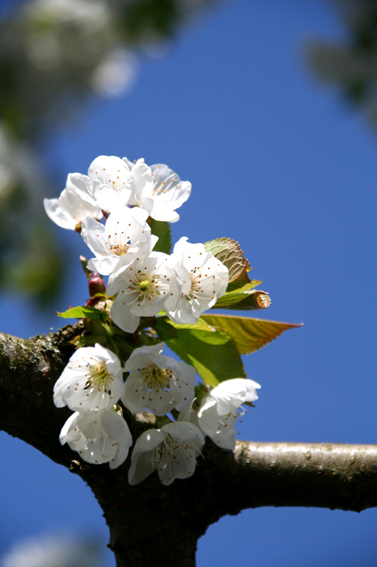 Kirschblüte in Dinkelsbühl