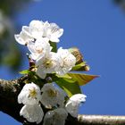 Kirschblüte in Dinkelsbühl