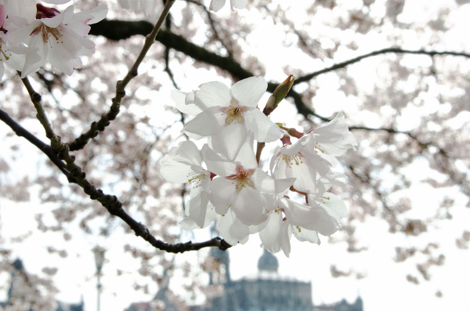 Kirschblüte in Dresden