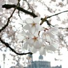 Kirschblüte in Dresden