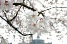 Kirschblüte in Dresden von Veit Schagow 