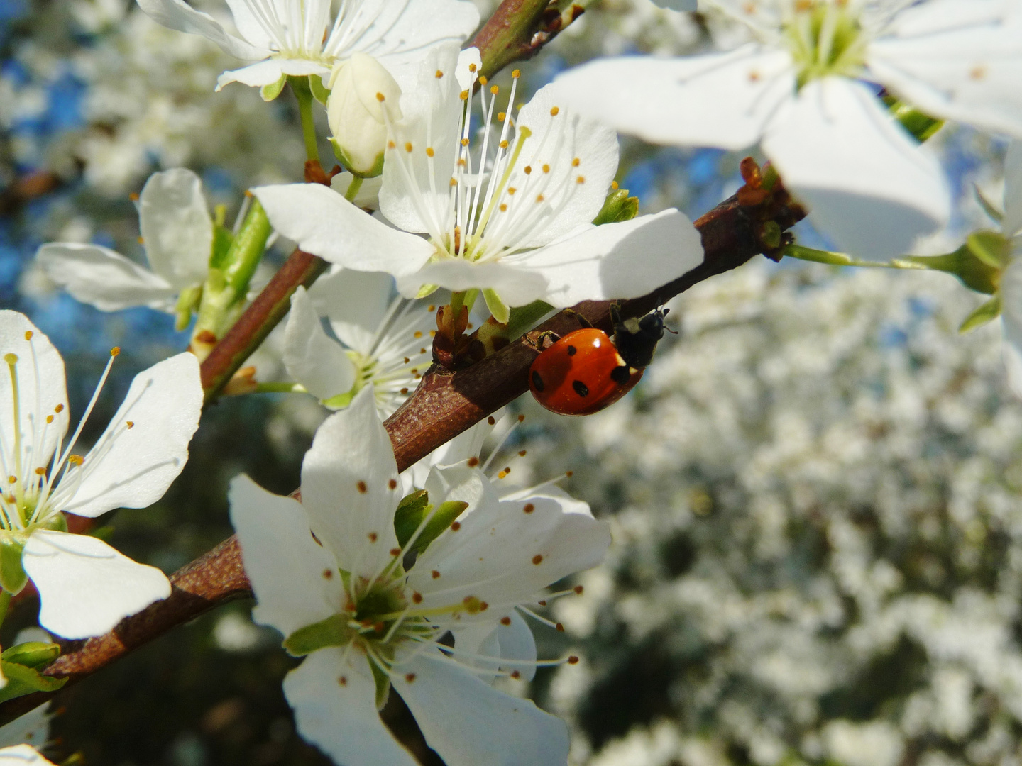 Kirschblüte in Duisburg