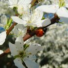 Kirschblüte in Duisburg