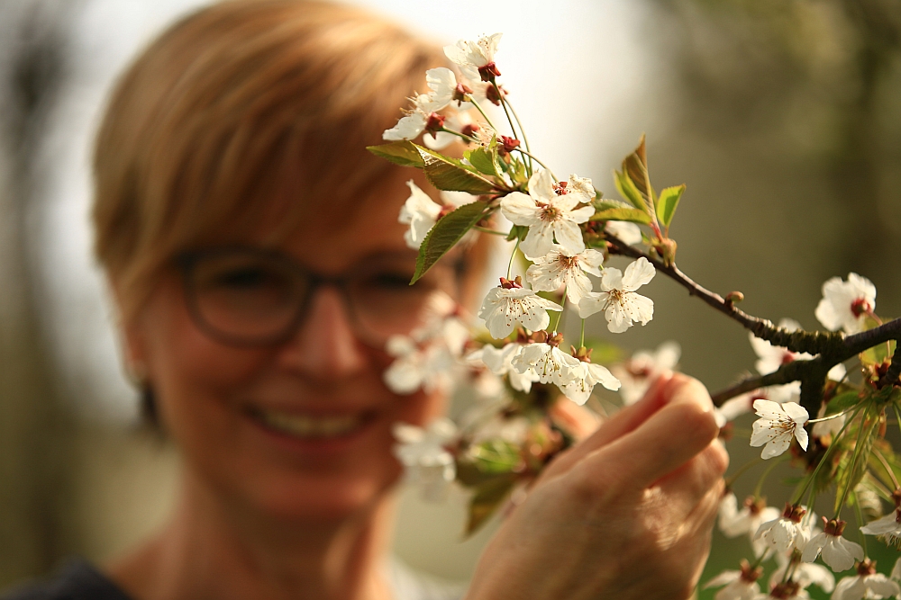 Kirschblüte in Durbach