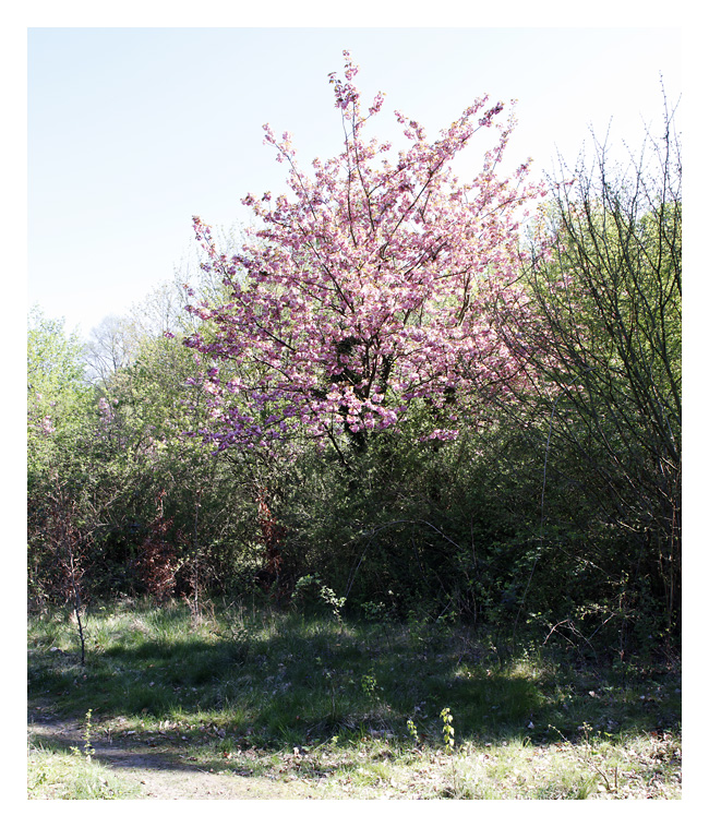 Kirschblüte in Essen