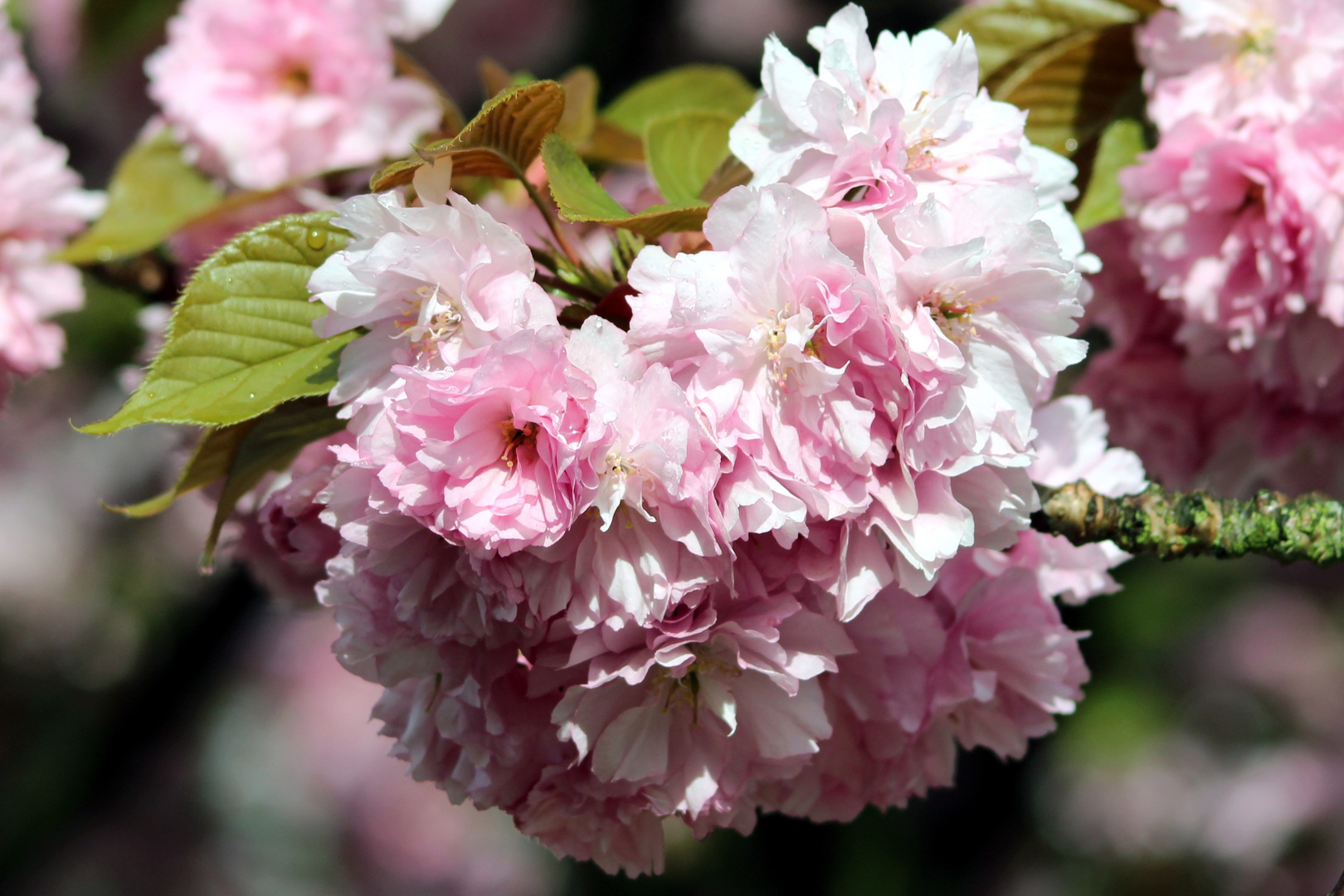 Kirschblüte in Essen-Rüttenscheid