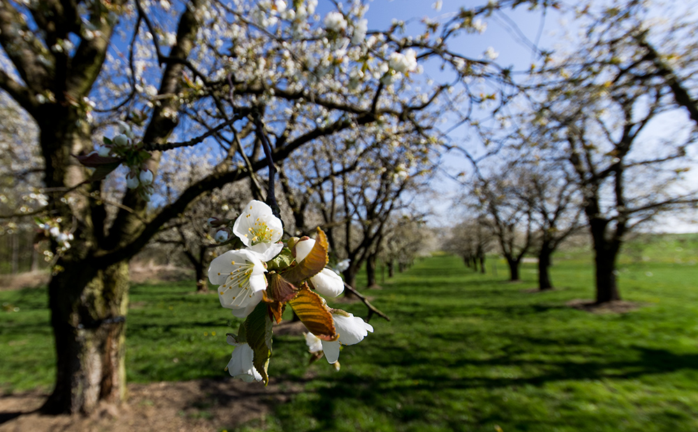 Kirschblüte in Franken