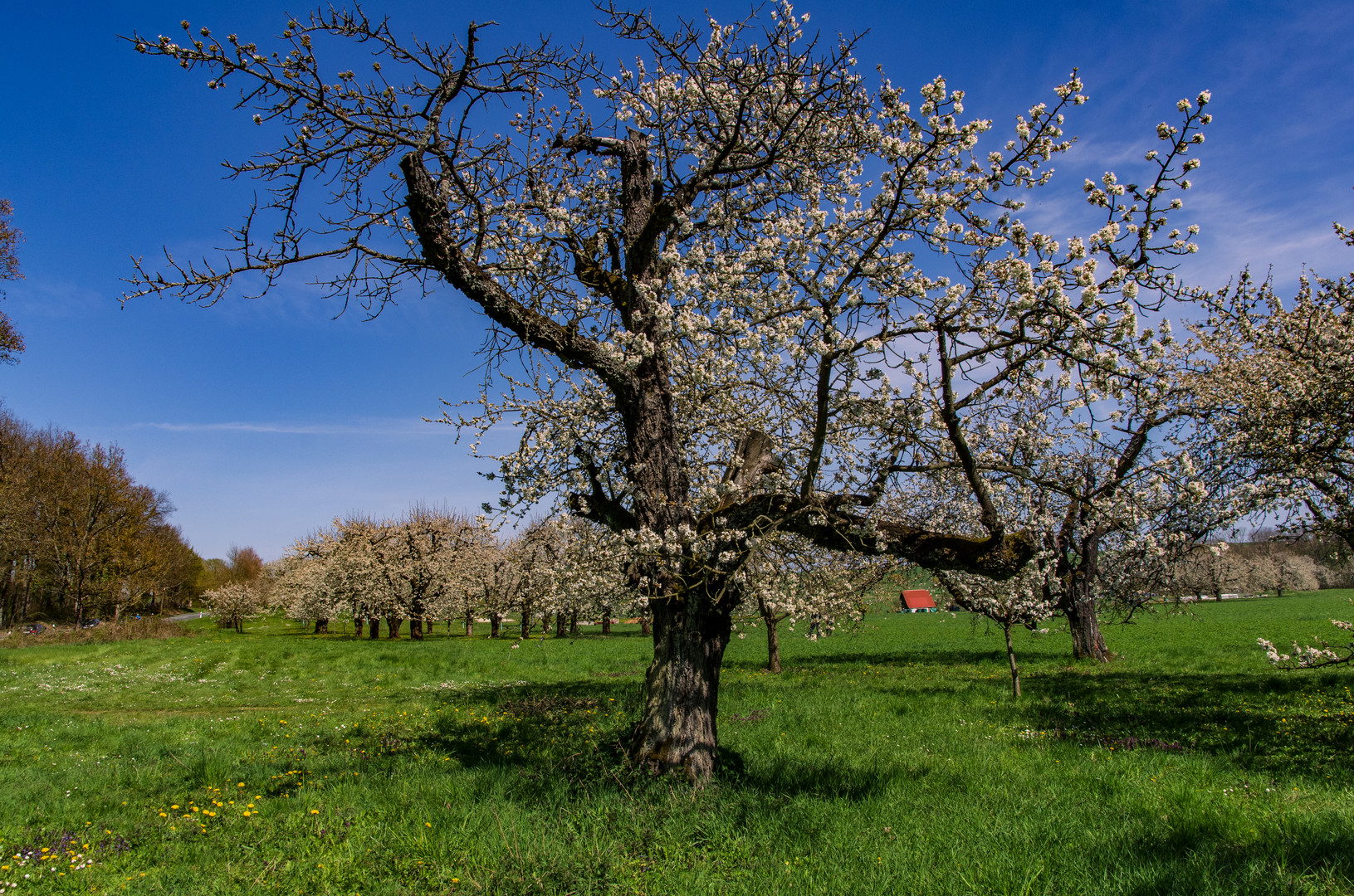 Kirschblüte in Franken