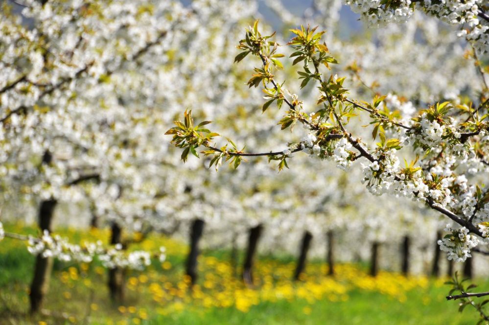 Kirschblüte in Franken