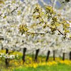 Kirschblüte in Franken