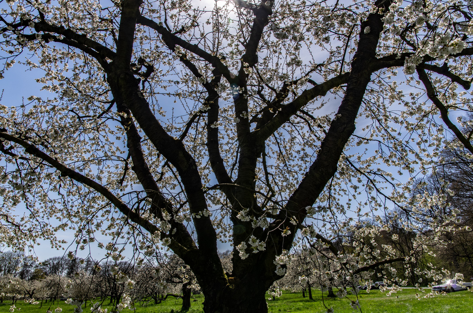 Kirschblüte in Franken