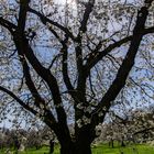 Kirschblüte in Franken