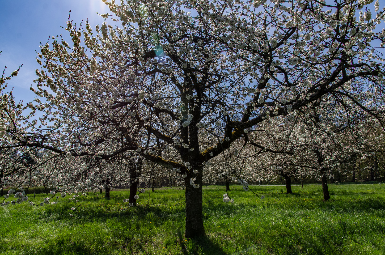 Kirschblüte in Franken