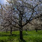 Kirschblüte in Franken