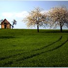 Kirschblüte in Franken