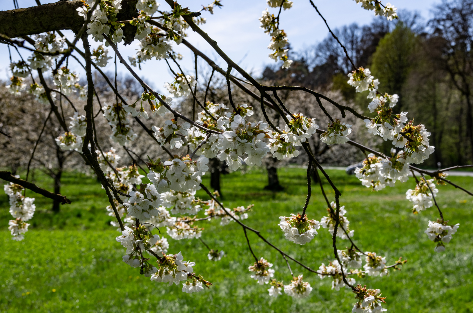 Kirschblüte in Franken