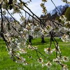 Kirschblüte in Franken