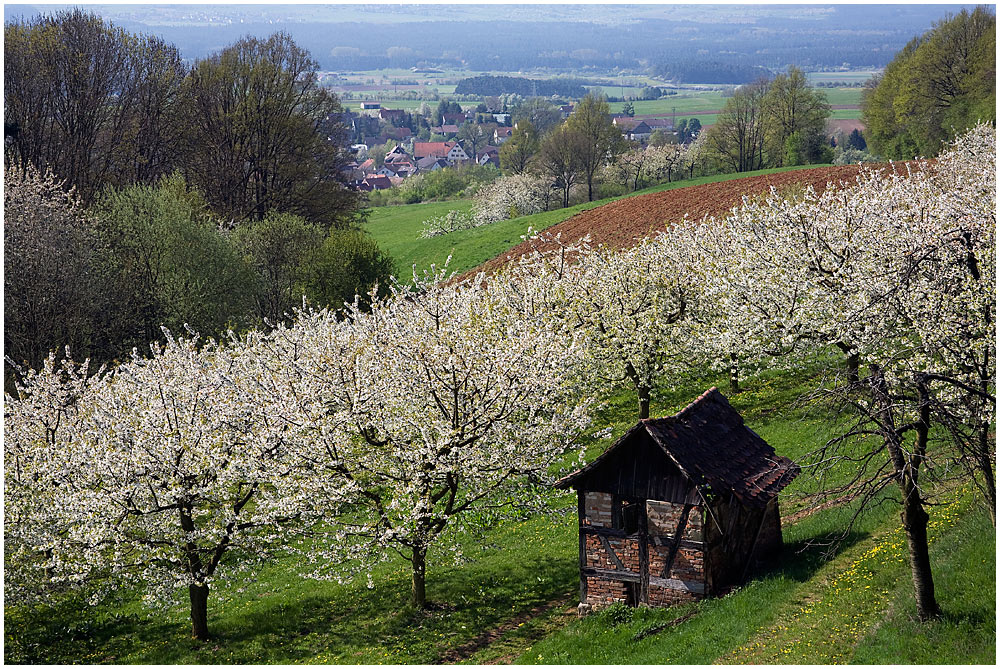 Kirschblüte in Franken