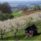 Kirschblüte in Franken