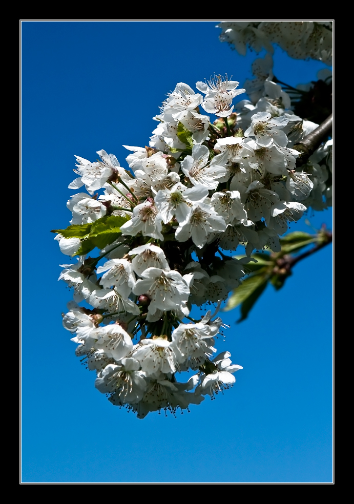 Kirschblüte in Franken