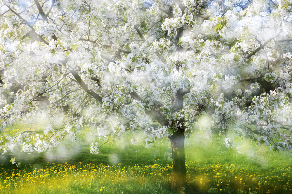 Kirschblüte in Franken