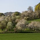 Kirschblüte in Franken I