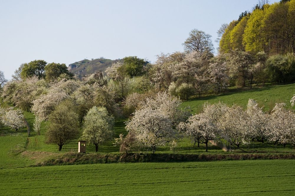 Kirschblüte in Franken I