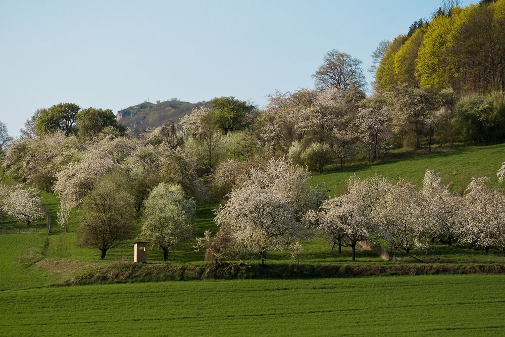 Kirschblüte in Franken I (2)
