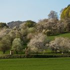 Kirschblüte in Franken I (2)