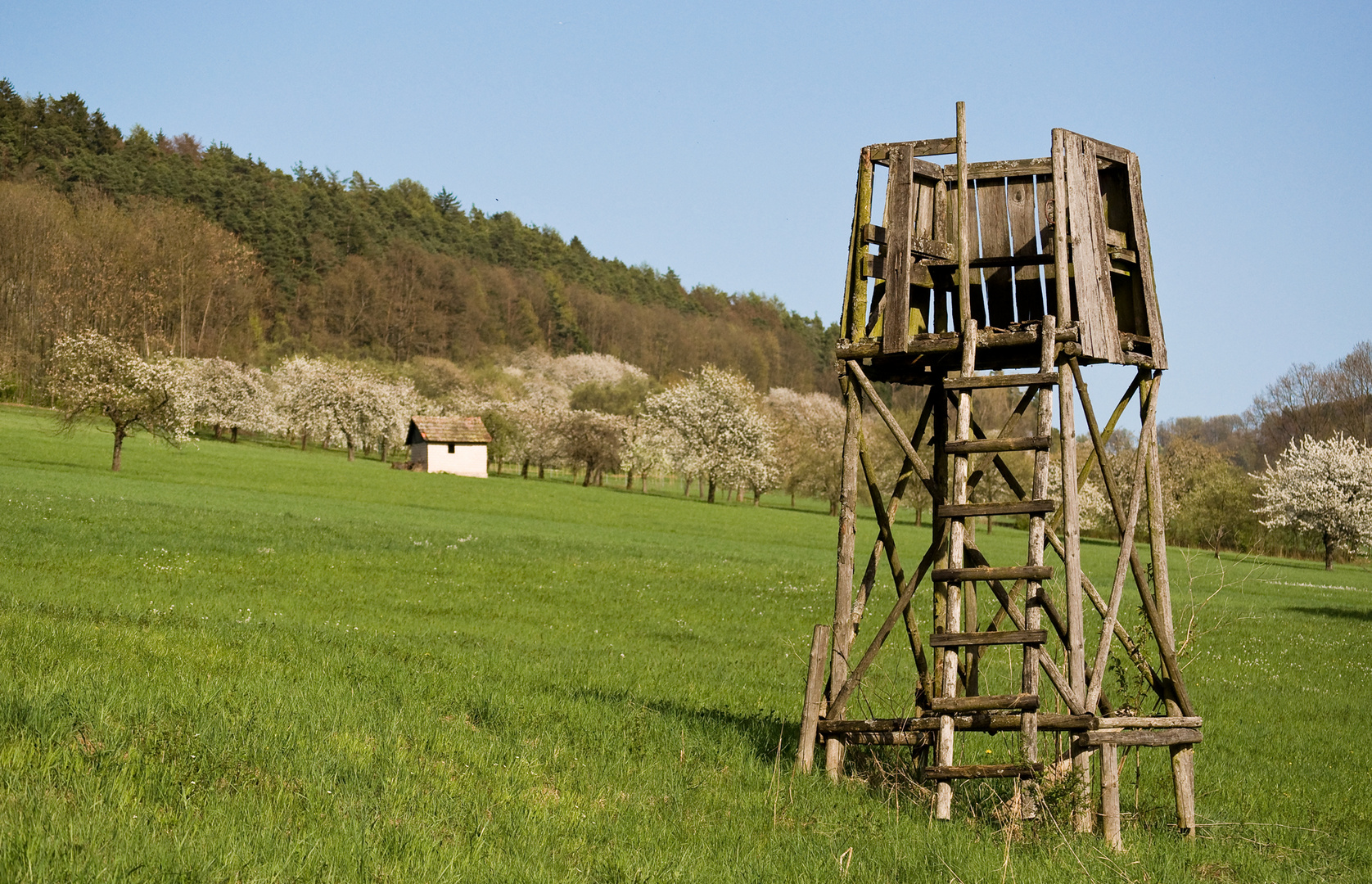 Kirschblüte in Franken II