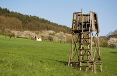 Kirschblüte in Franken II