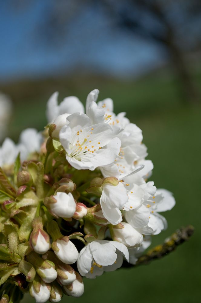 Kirschblüte in Franken III