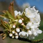 Kirschblüte in Franken IV