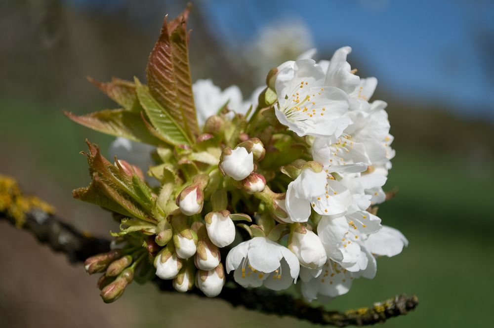 Kirschblüte in Franken IV