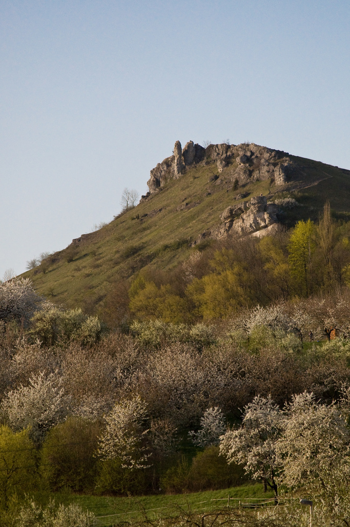 Kirschblüte in Franken VI