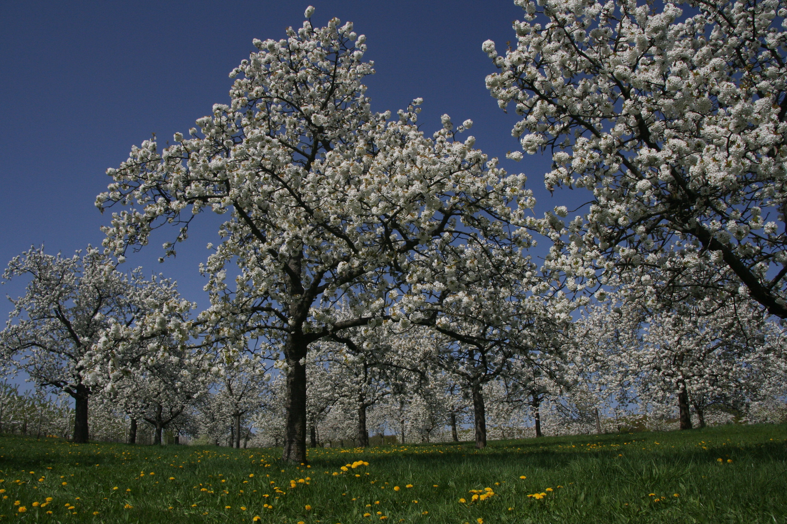 Kirschblüte in Frauenstein