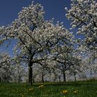 Kirschblüte in Frauenstein