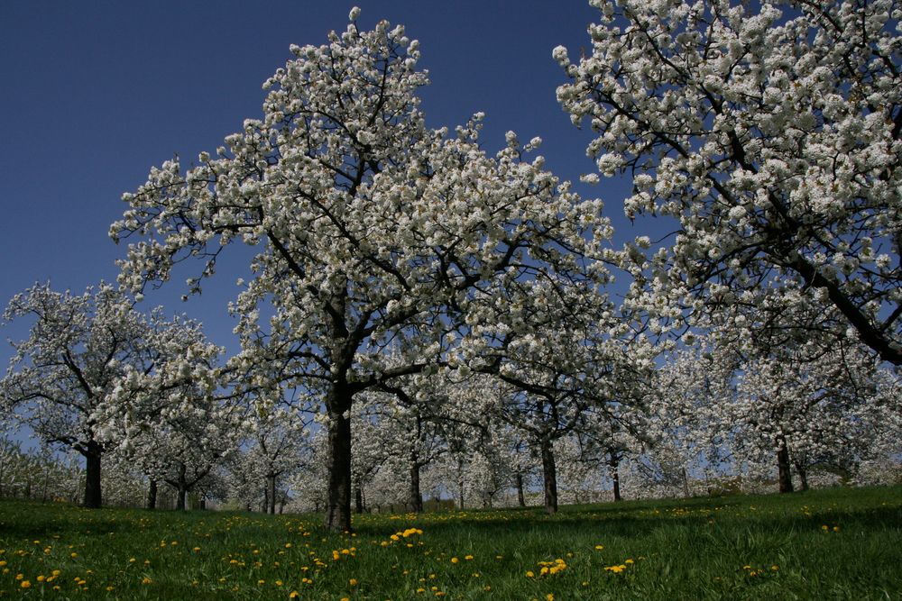 Kirschblüte in Frauenstein