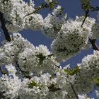 Kirschblüte in Frauenstein