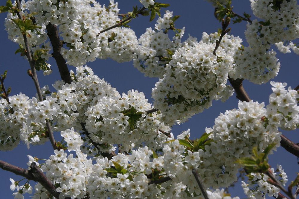 Kirschblüte in Frauenstein