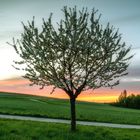 Kirschblüte in Gau-Odernheim 2