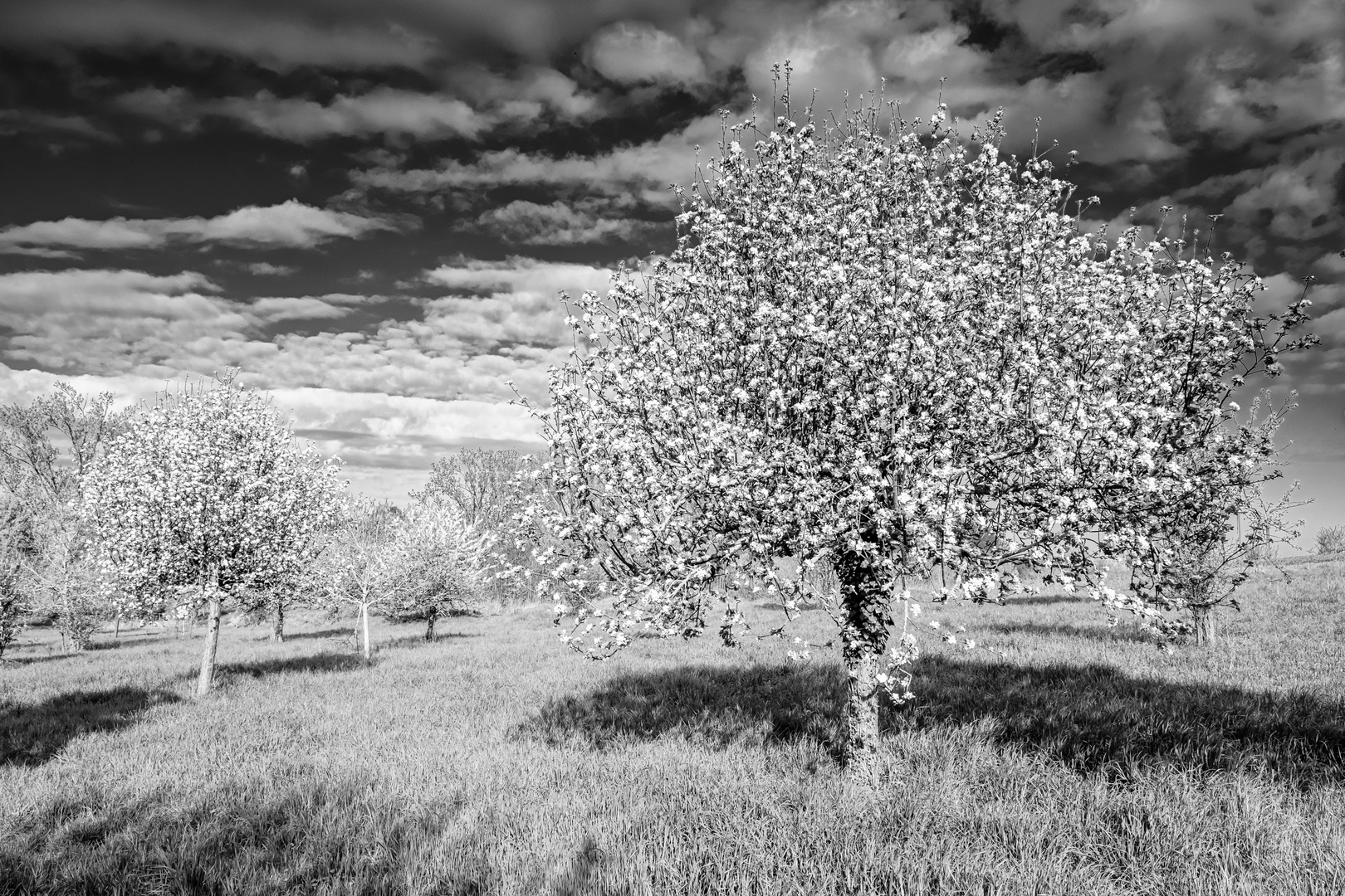 Kirschblüte in Gau-Odernheim