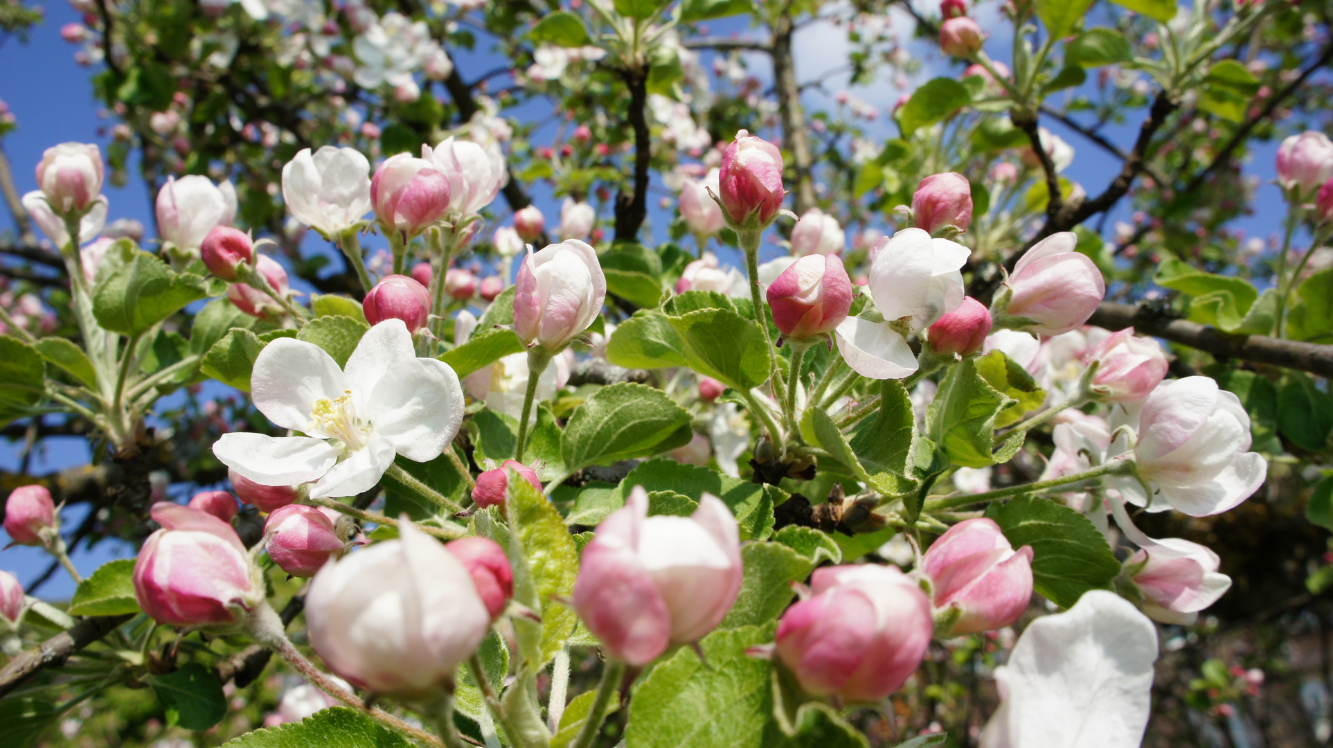 Kirschblüte in Gelderfingen