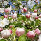 Kirschblüte in Gelderfingen