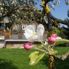 Kirschblüte in Gelderfingen II