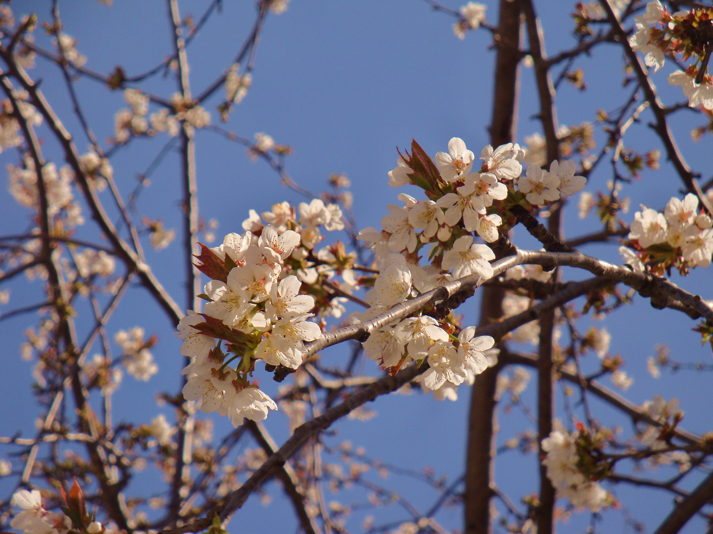 Kirschblüte in Gerakari