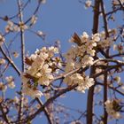Kirschblüte in Gerakari