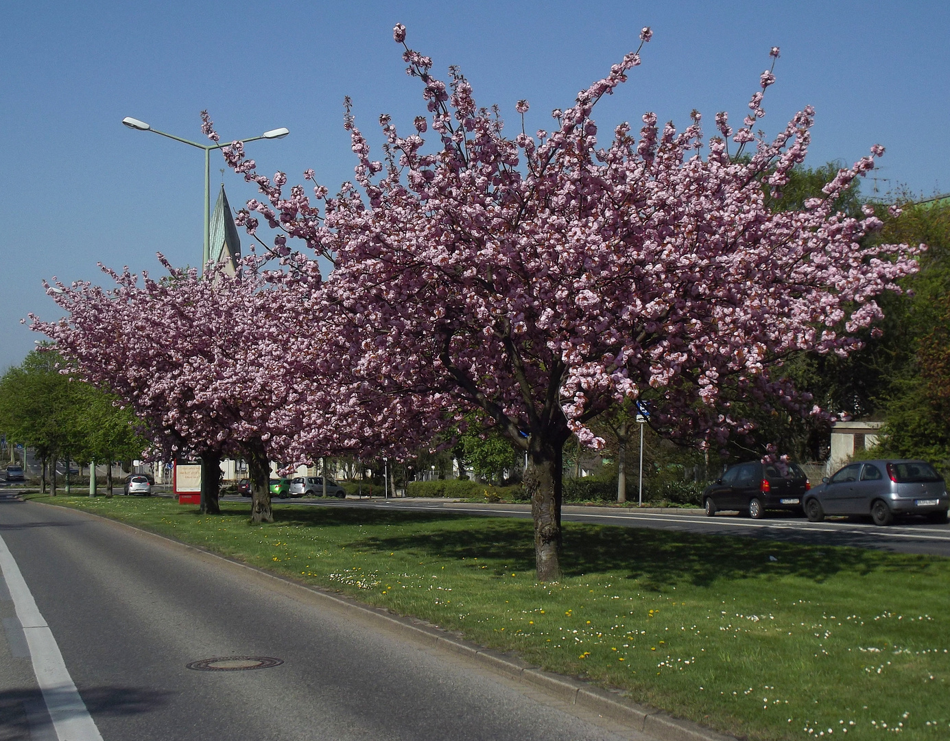 Kirschblüte in Gladbeck